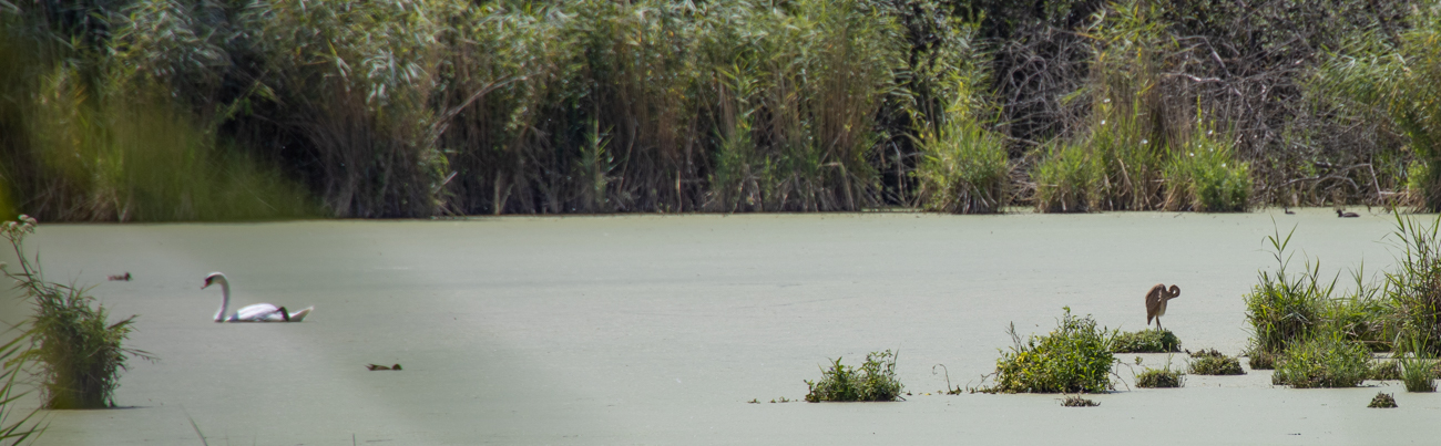 Schimmernder See mit diversen Wasservögeln
