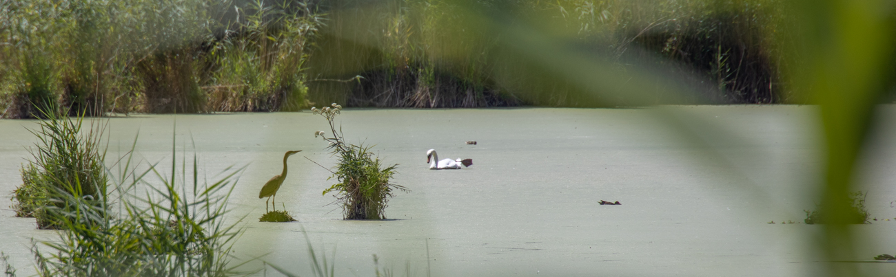 Schimmernder See mit diversen Wasservögeln