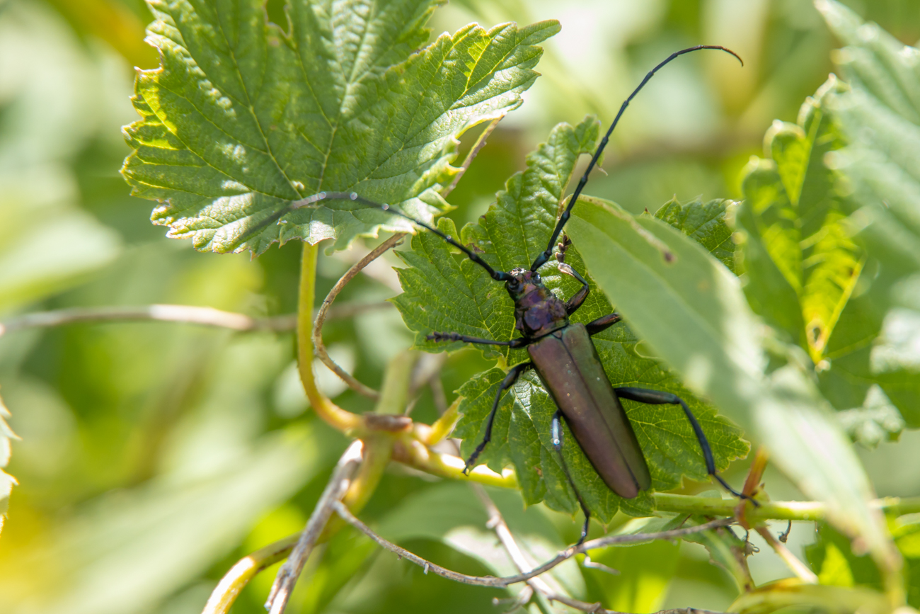 Moschusbock [Aromia moschata]