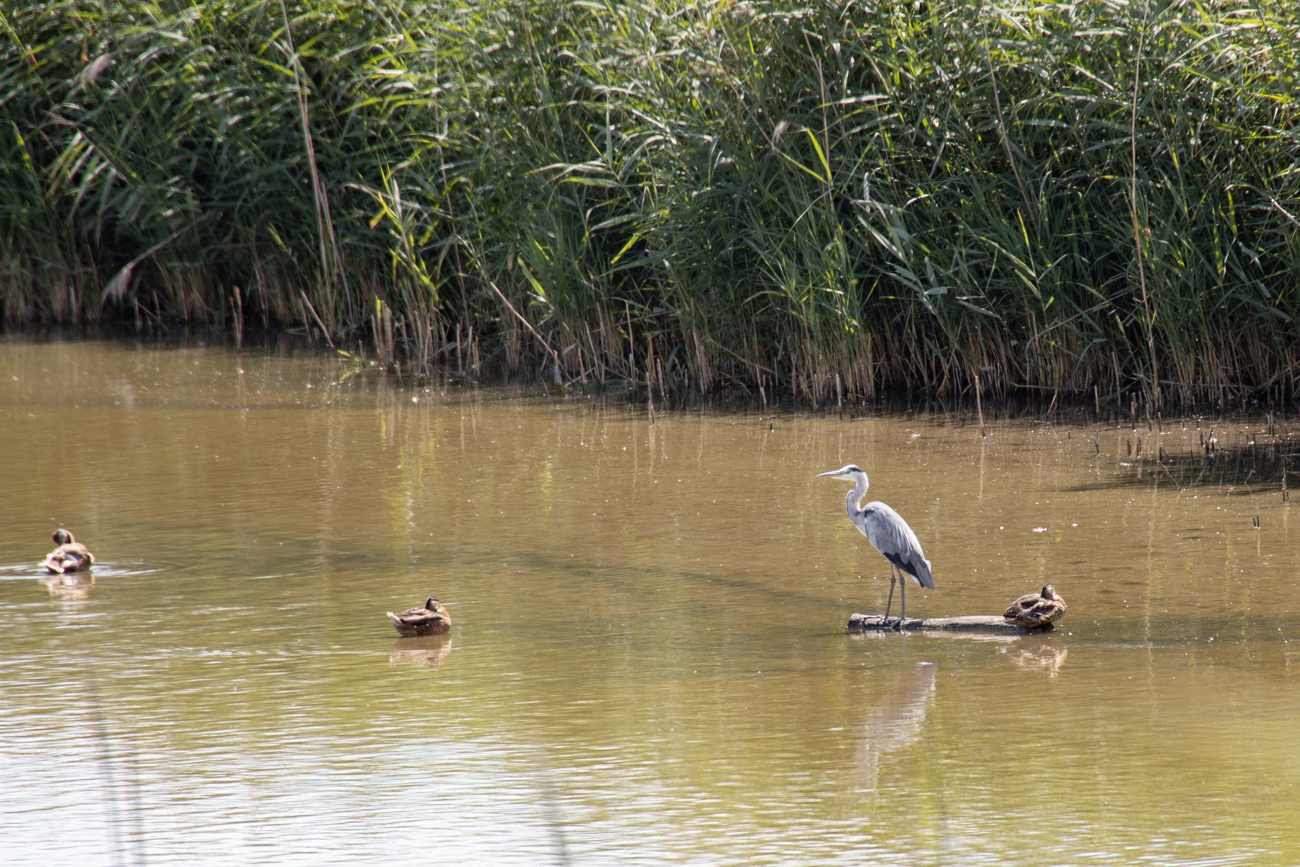 Graureiher und Enten