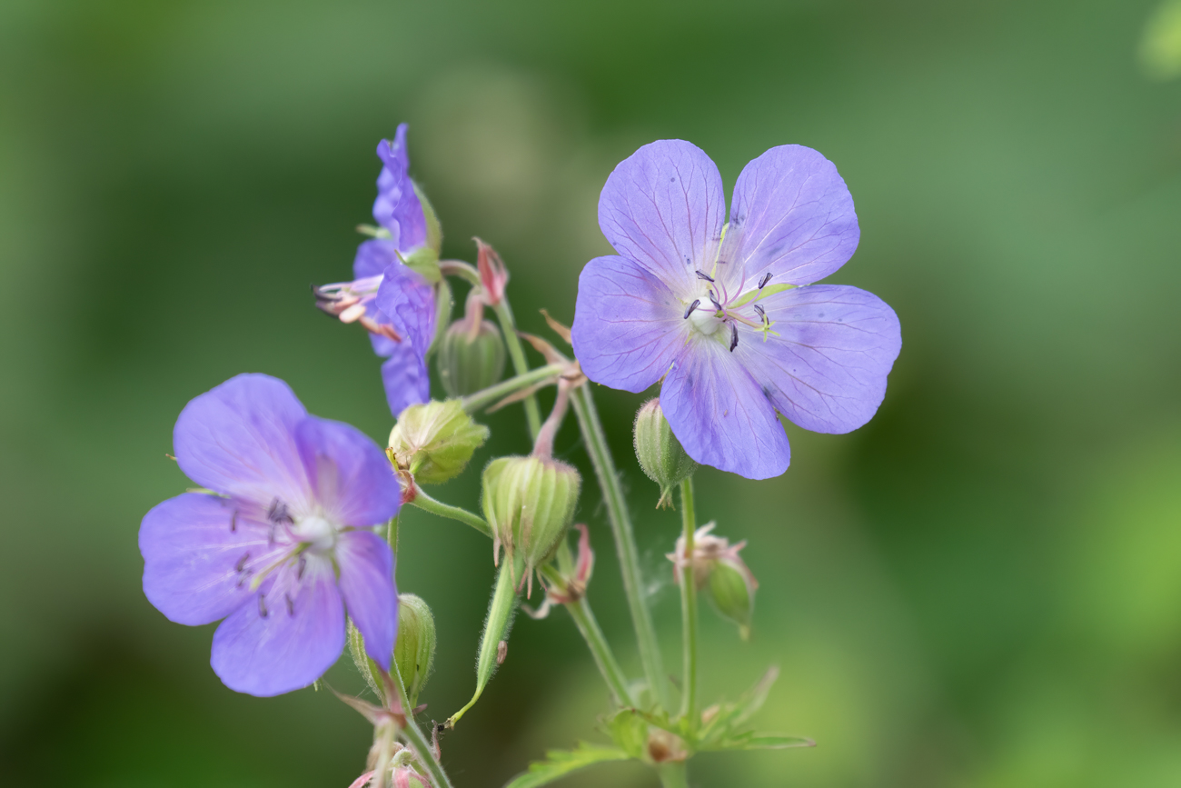 Wiesen-Storchschnabel [Geranium pratense]