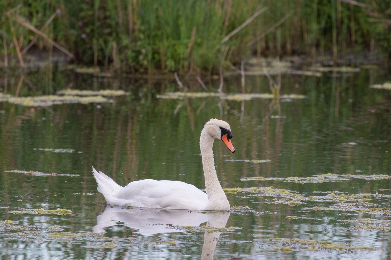 Höckerschwan