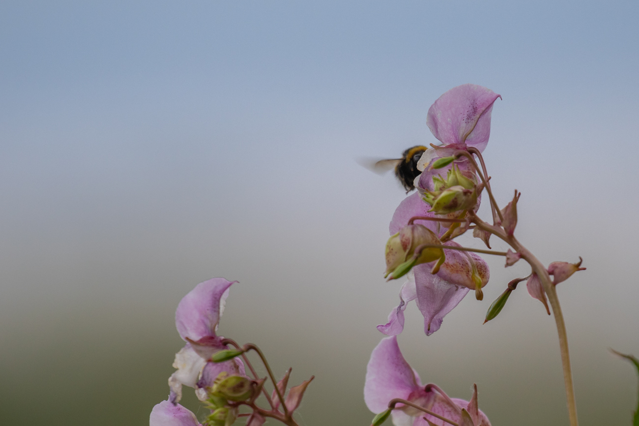 Drüsiges Springkraut [Impatiens glandulifera] mit Hummel