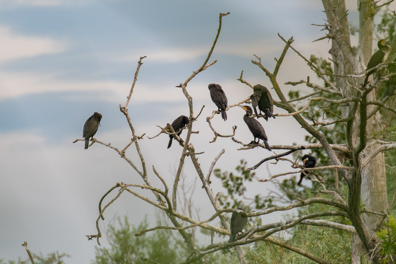 Ruhende Kormorane