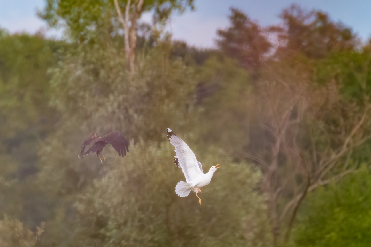 Möwe kämpft gegen Greifvogel