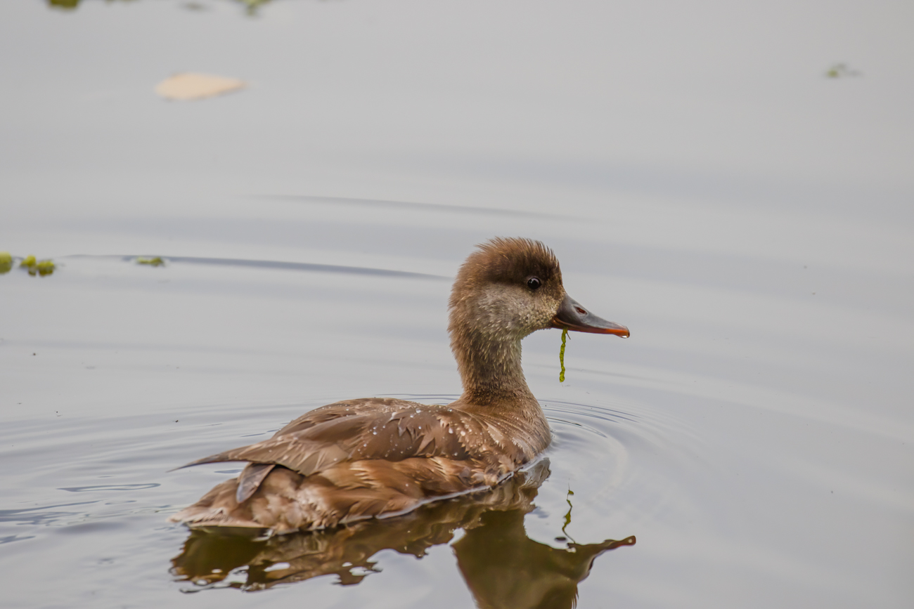 Fast erwachsene Ente