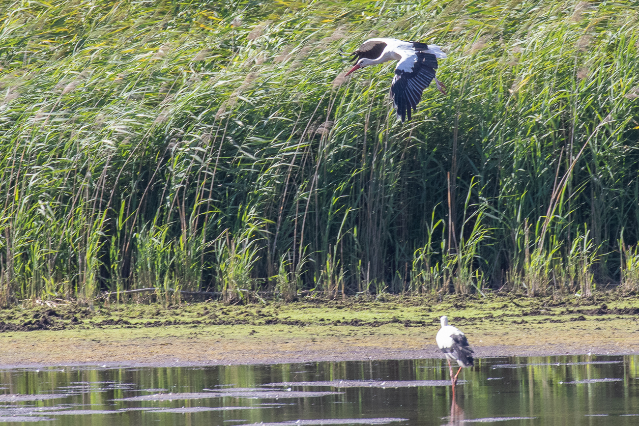 Landeanflug