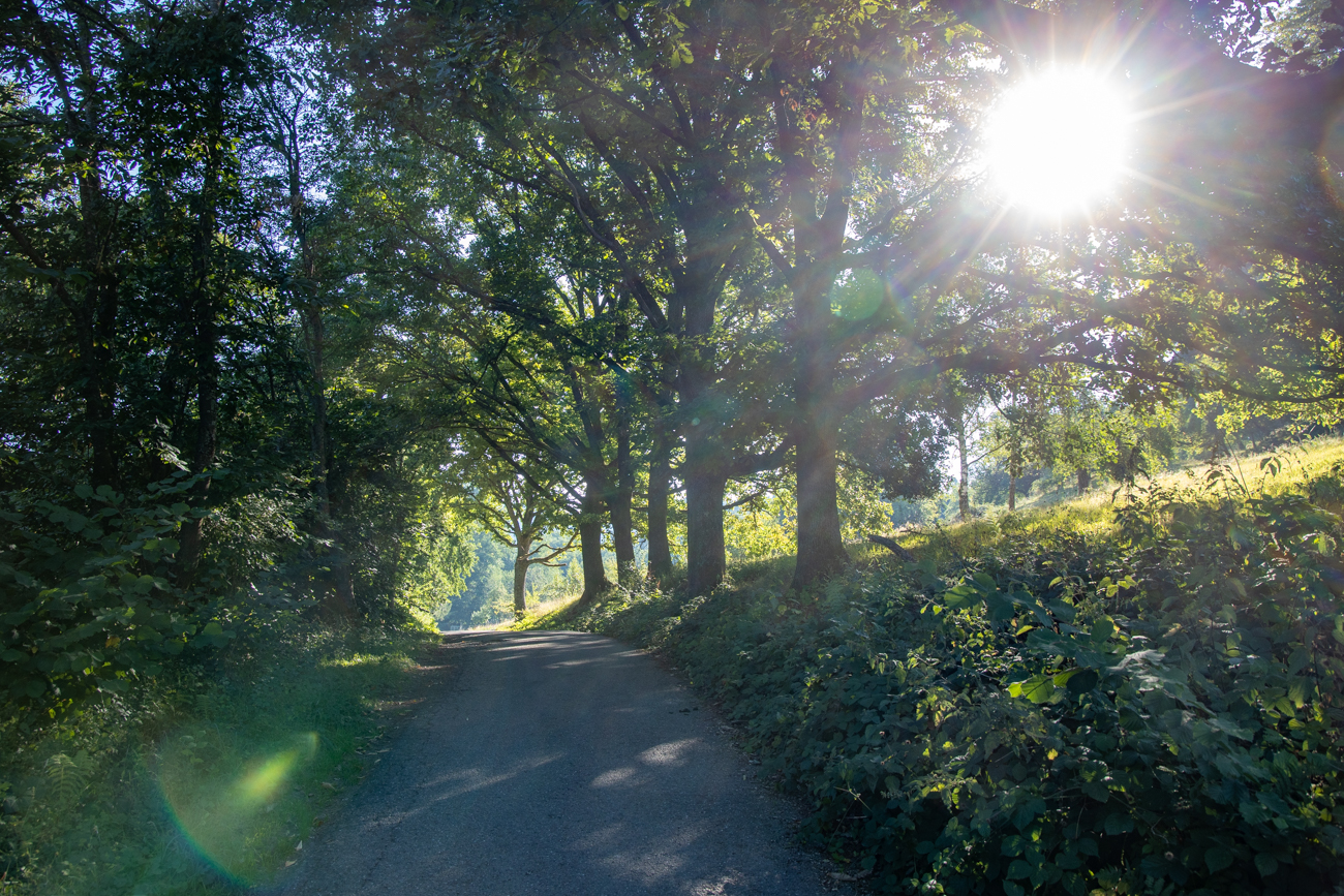 Ein schattiger Weg, tut bei den Temperaturen gut