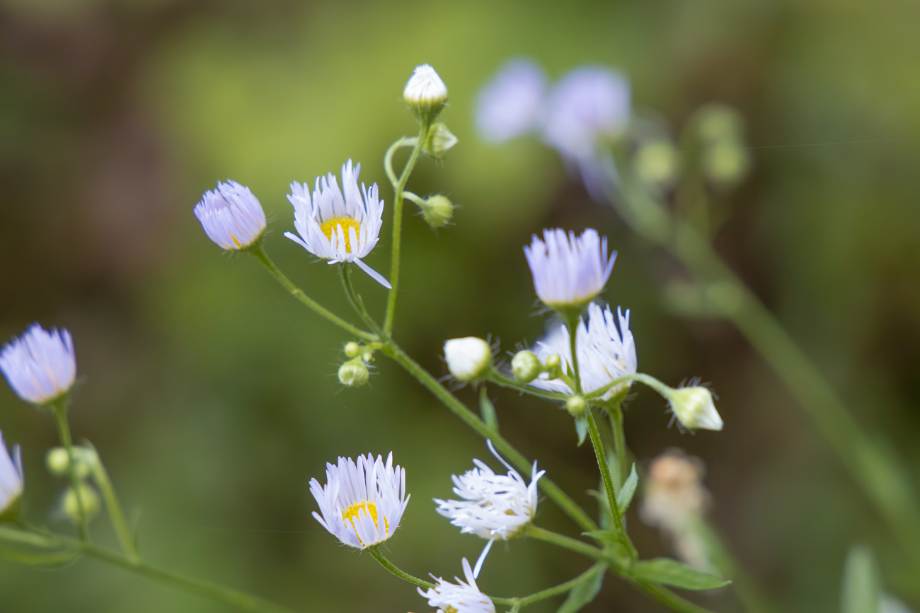 Feinstrahl [Erigeron annuus], (Weißes Berufkraut, Einjähriges Berufkraut)