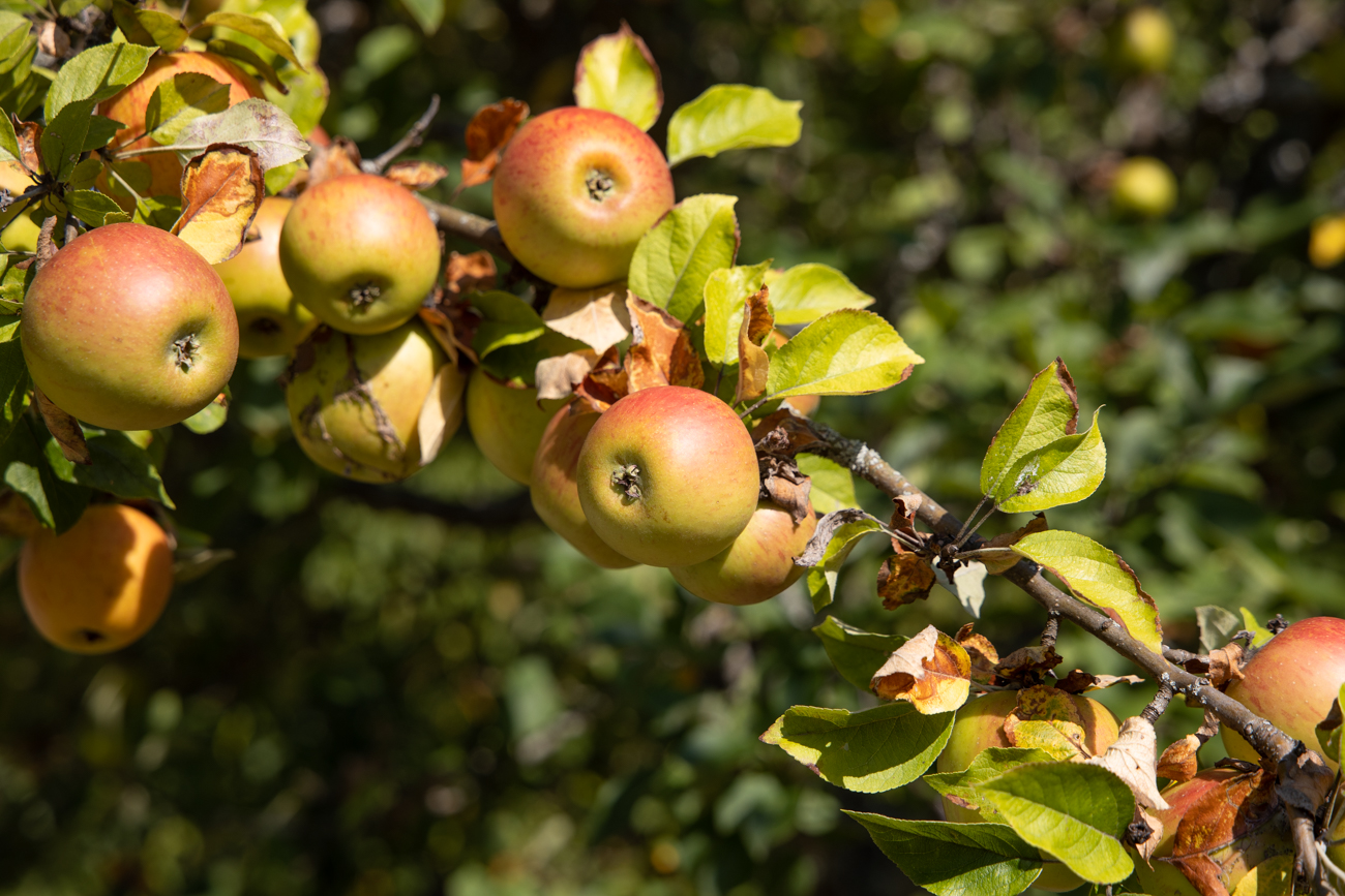 Der Herbst ist nicht mehr weit ...