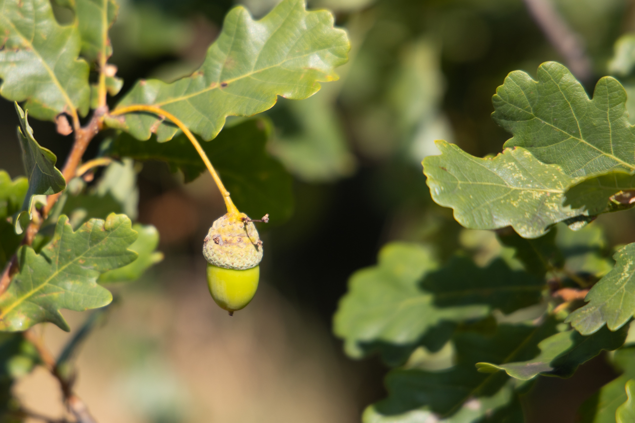 ... überall reifen die Früchte heran