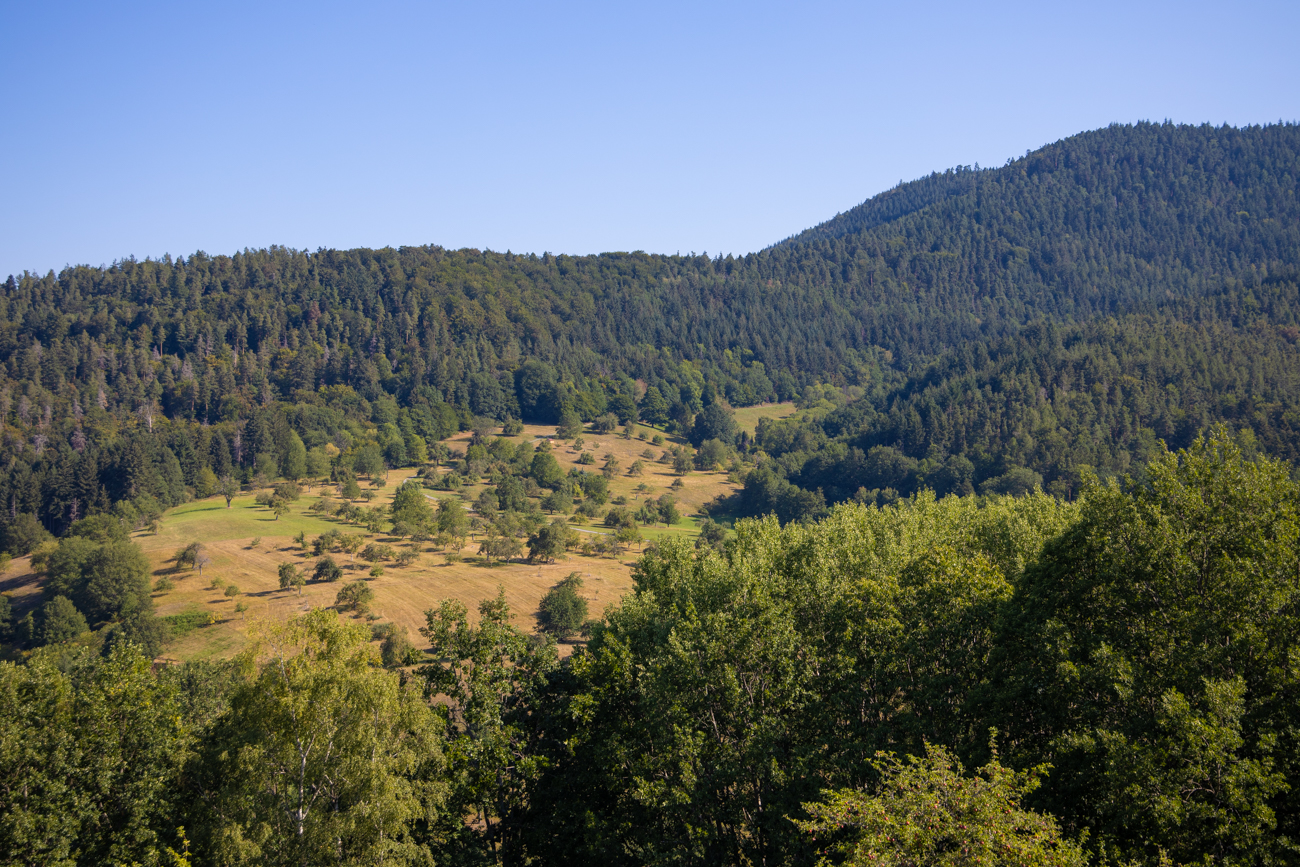 Obstwiese zwischen den Wäldern