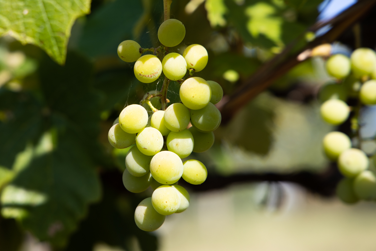 Weintrauben