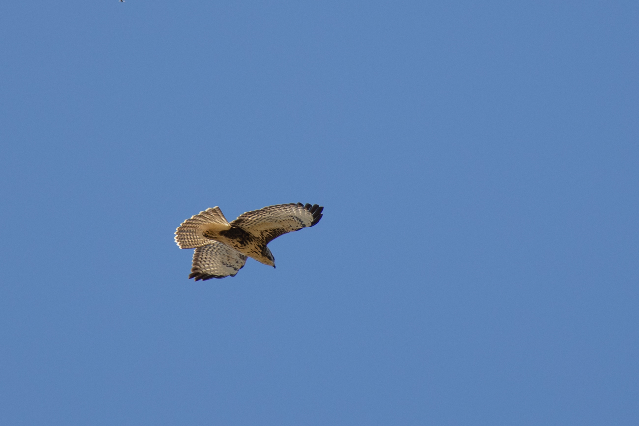 Ein Greifvogel gleitet über uns ...