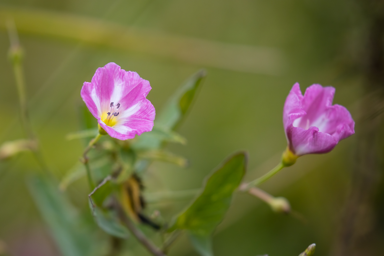 Ackerwinde [Convolvulus arvensis]