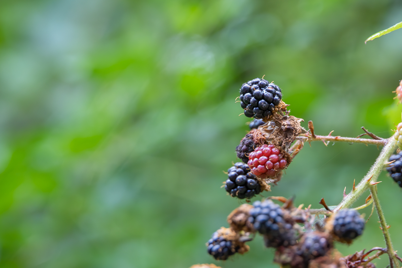 Brombeeren [Rubus sect. Rubus]