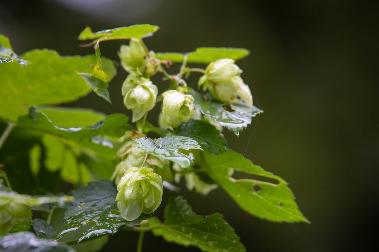 Hopfen [Humulus]