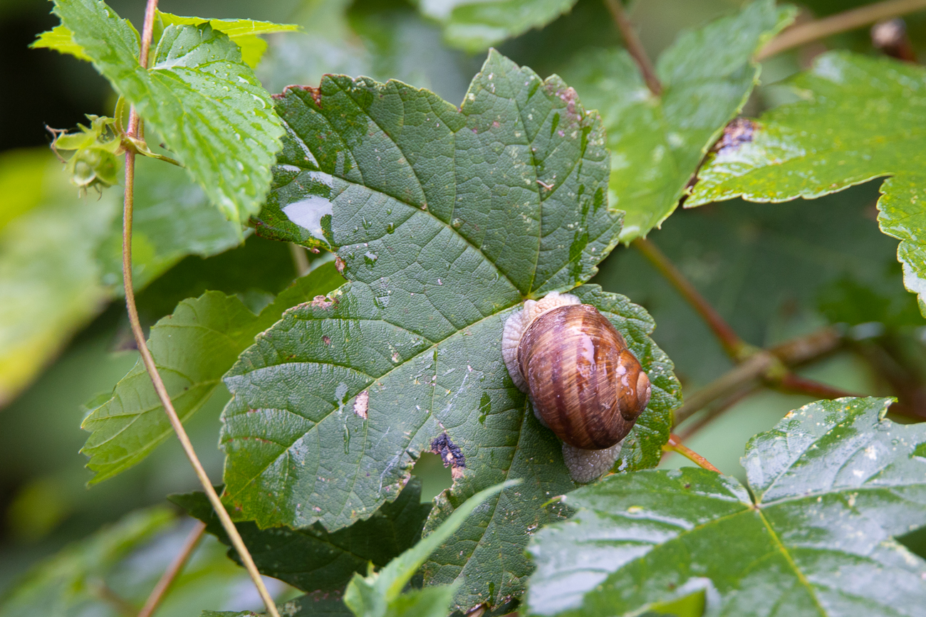 Kleine Schnecke