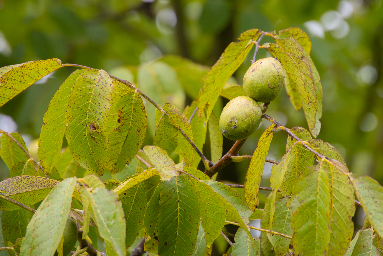 Walnuss [Juglans regia]