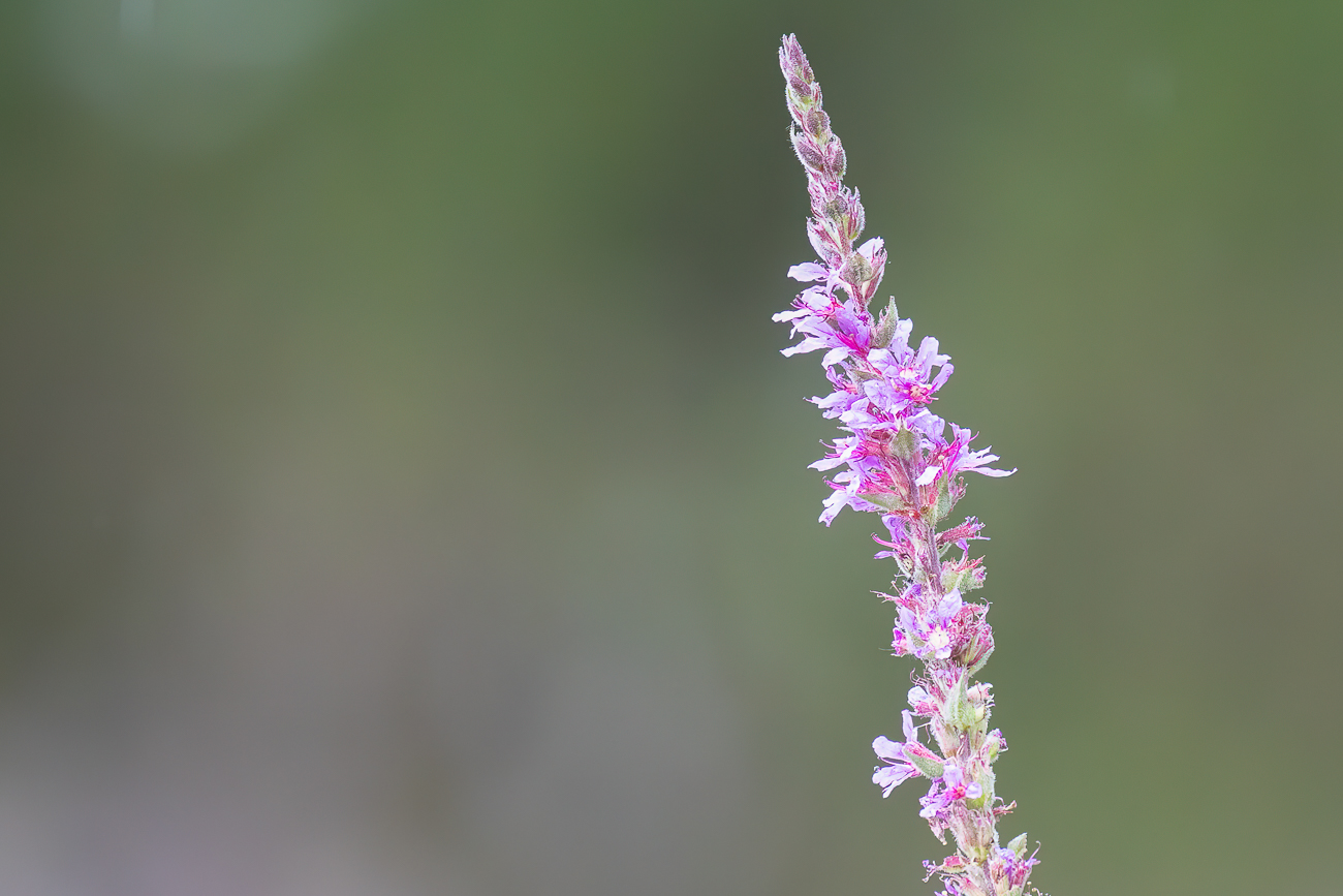 Gewöhnlicher Blutweiderich [Lythrum salicaria]