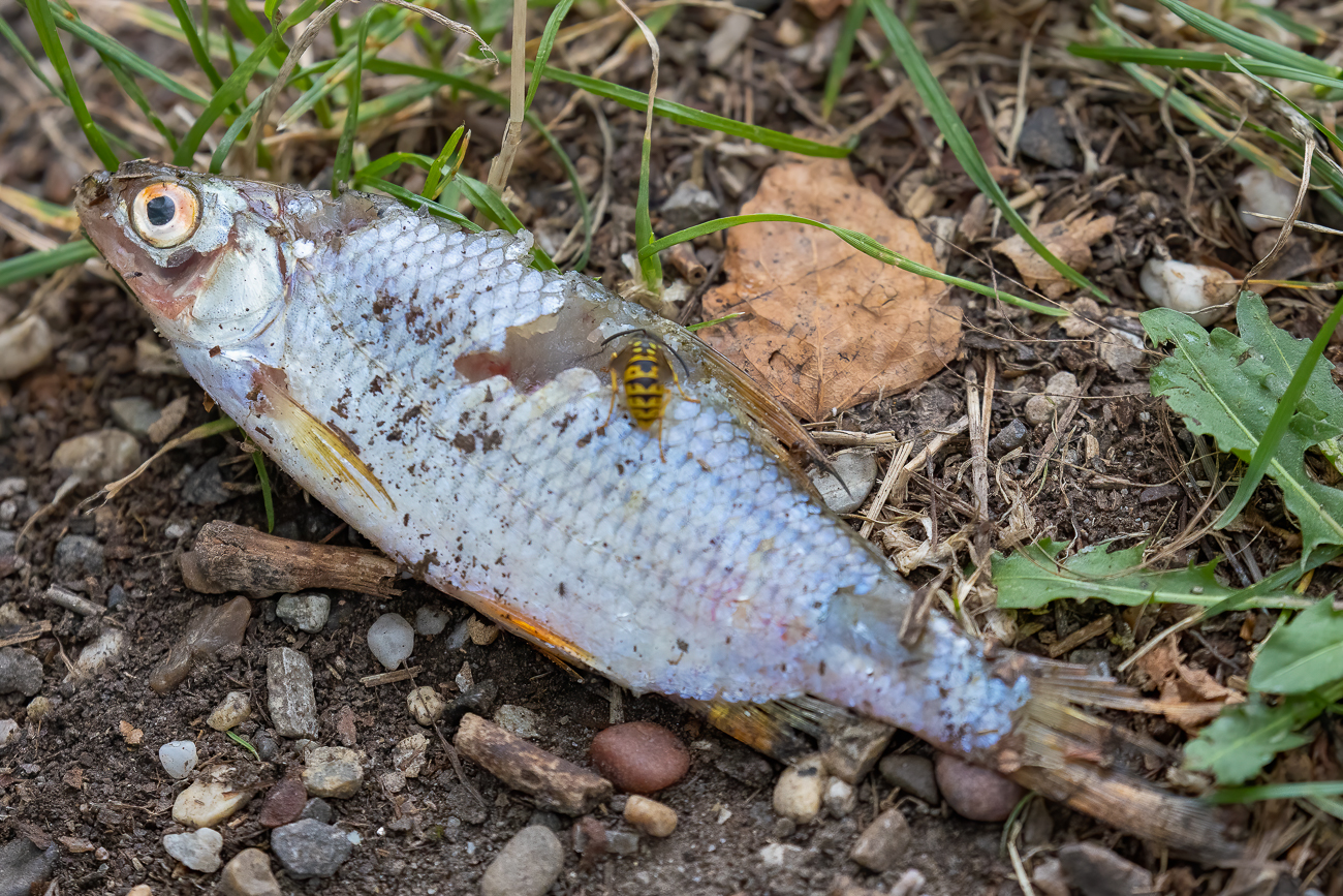 Wie hat die Wespe den Fisch aus dem Wasser bekommen? ;-)