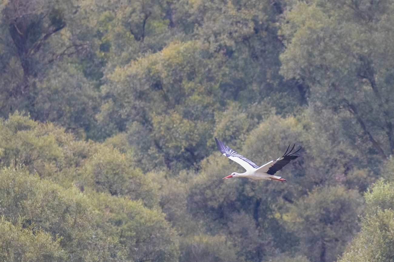 Fliegender Storch