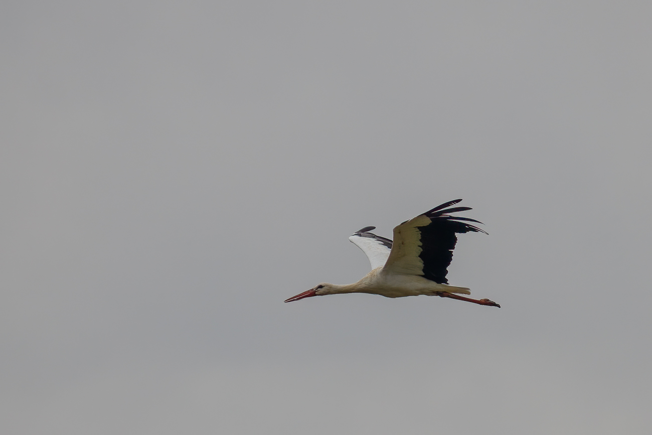 Fliegender Storch