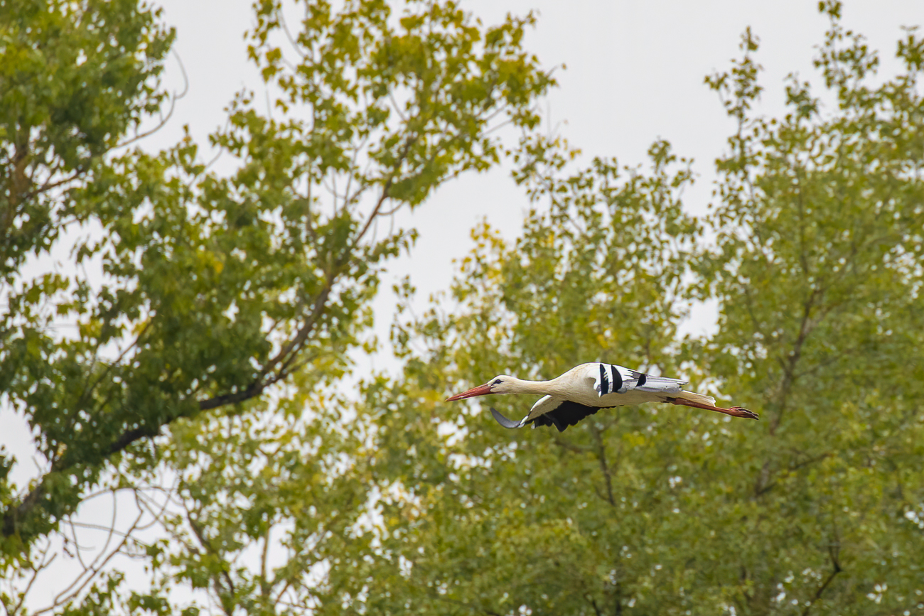 Fliegender Storch