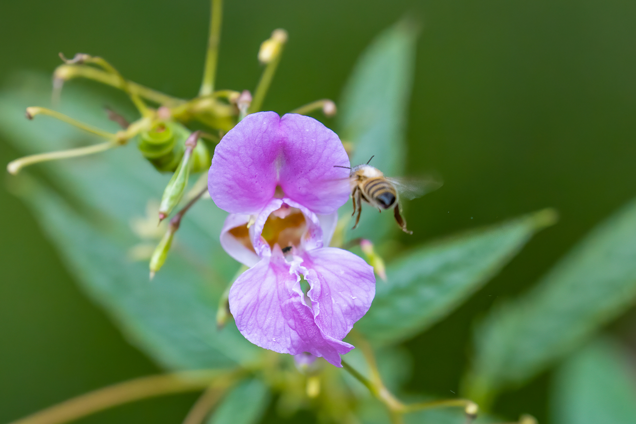 Biene im Anflug auf Drüsiges Springkraut [Impatiens glandulifera]