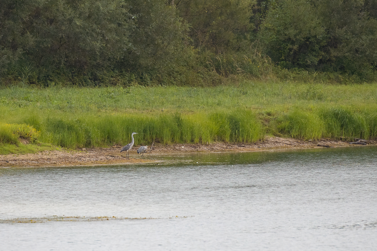 Graureiher am Ufer des Wörtfeldsees