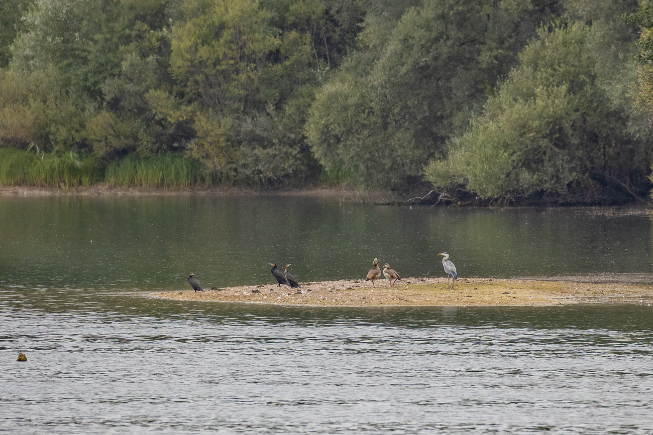 Kormorane, Nilgänse und Graureiher