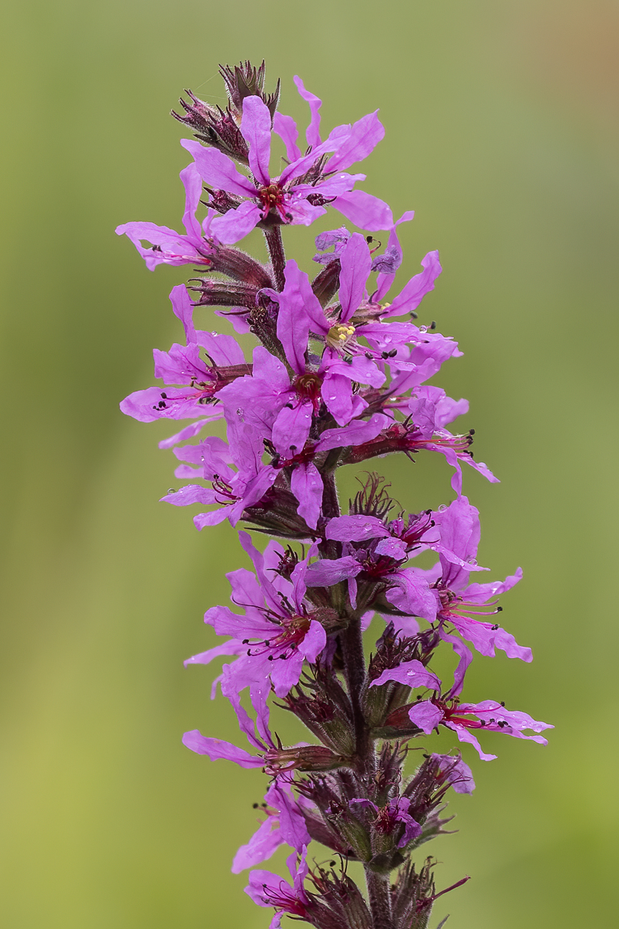 Gewöhnlicher Blutweiderich [Lythrum salicaria]