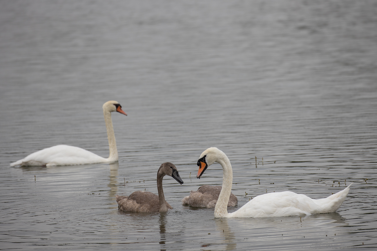 Höckerschwanfamilie