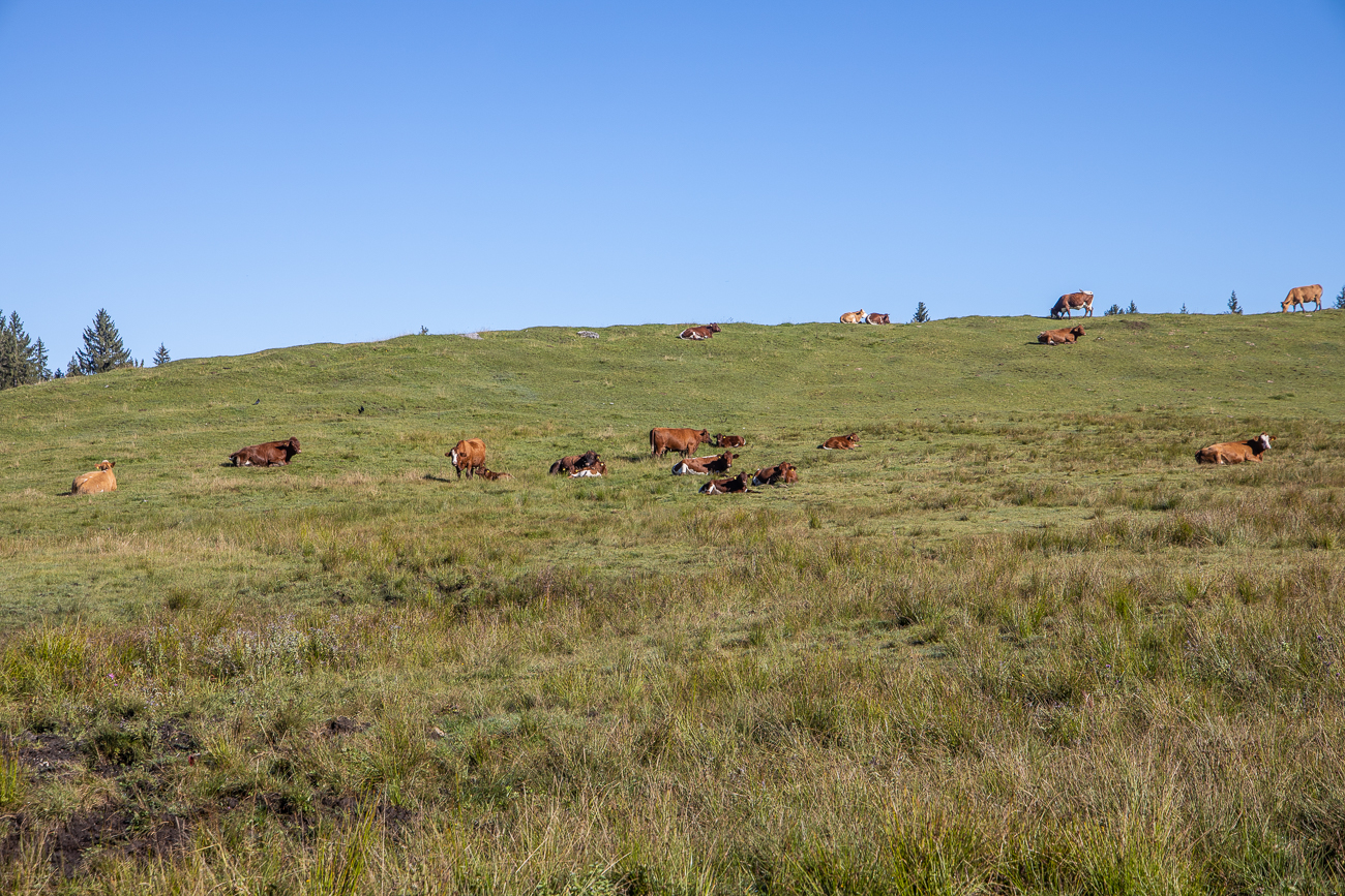 ... links und rechts des Weges