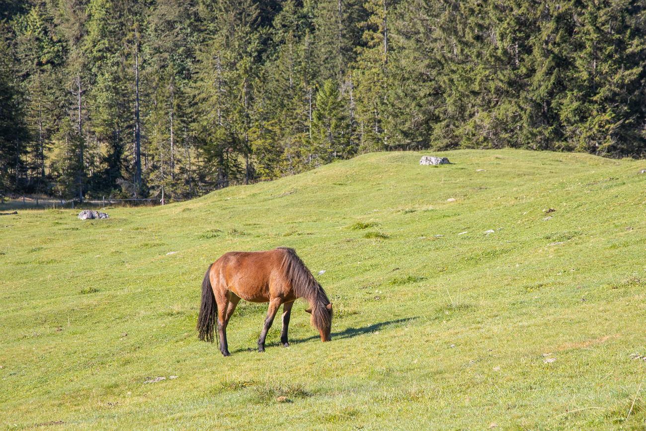 Auch Pferde grasen hier
