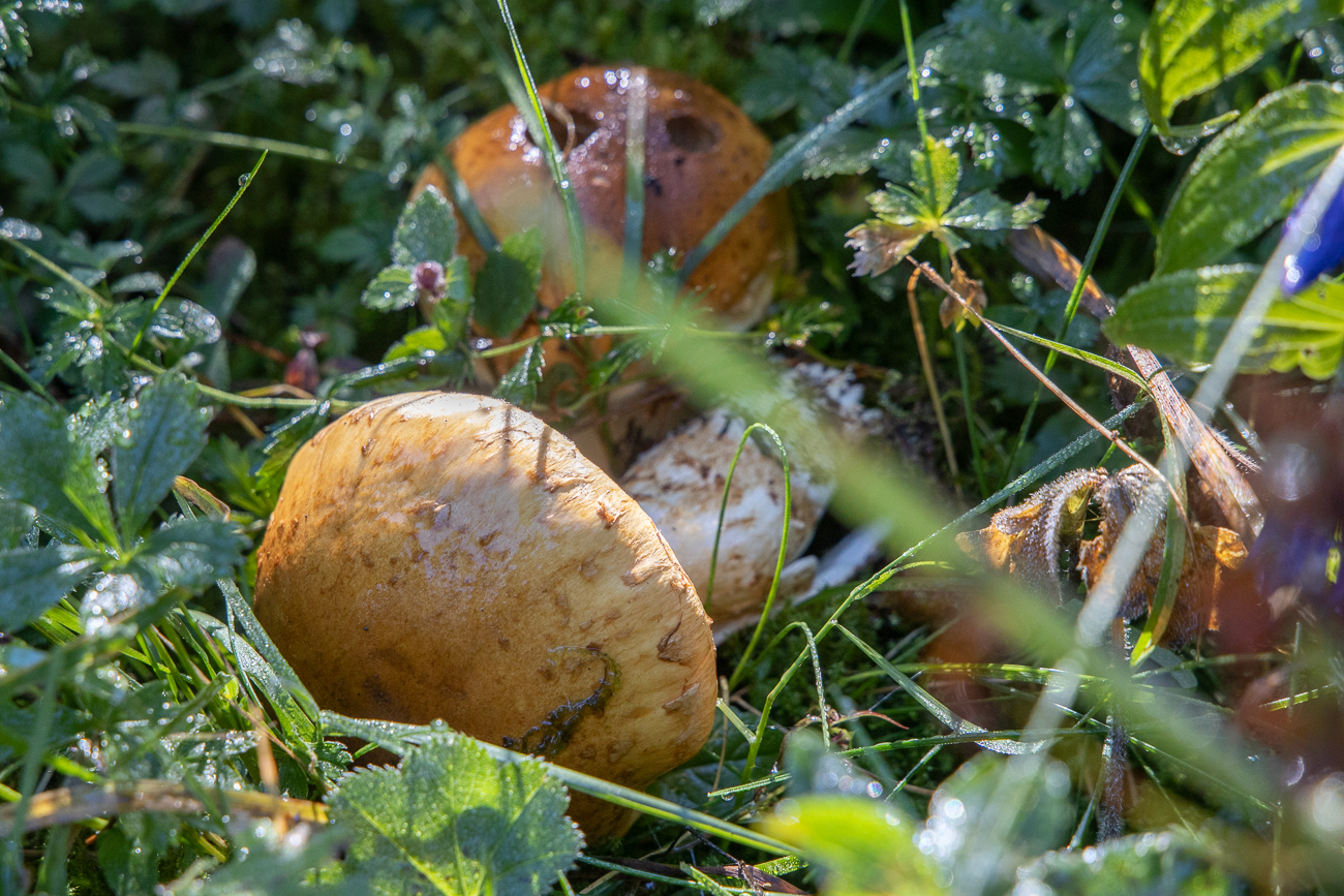 Wäre das etwas für ein Pilzragout?