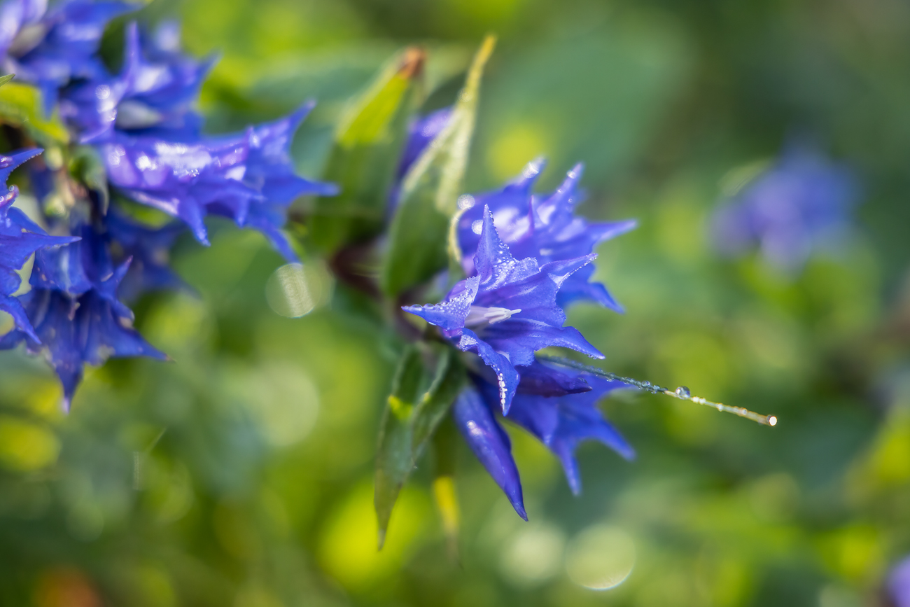 Schwalbenwurz-Enzian [Gentiana asclepiadea]