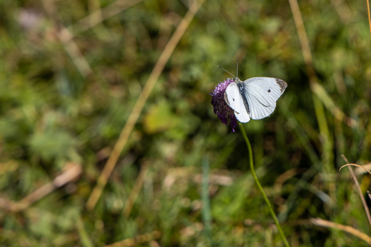 Großer Kohlweißling