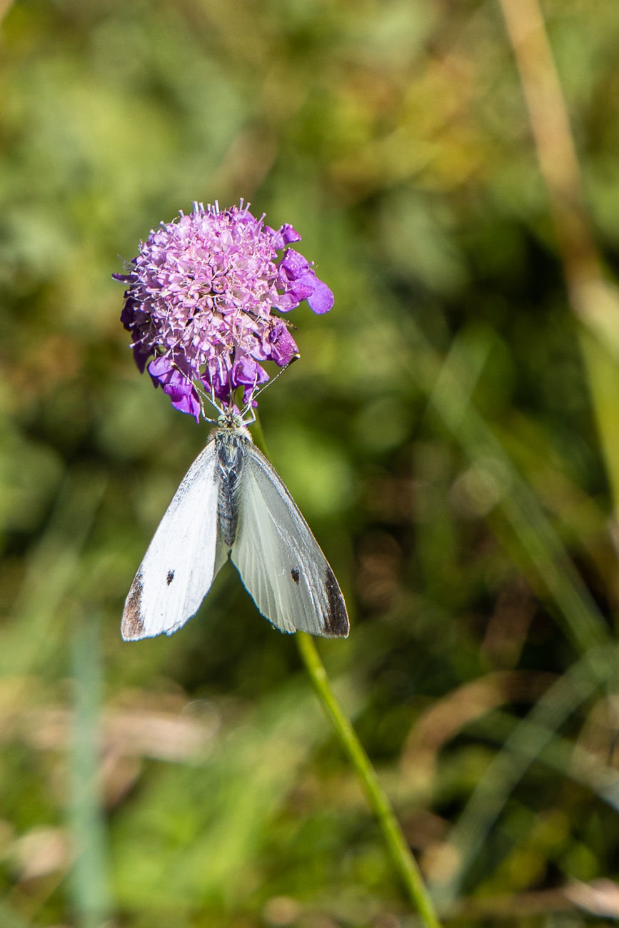 Großer Kohlweißling