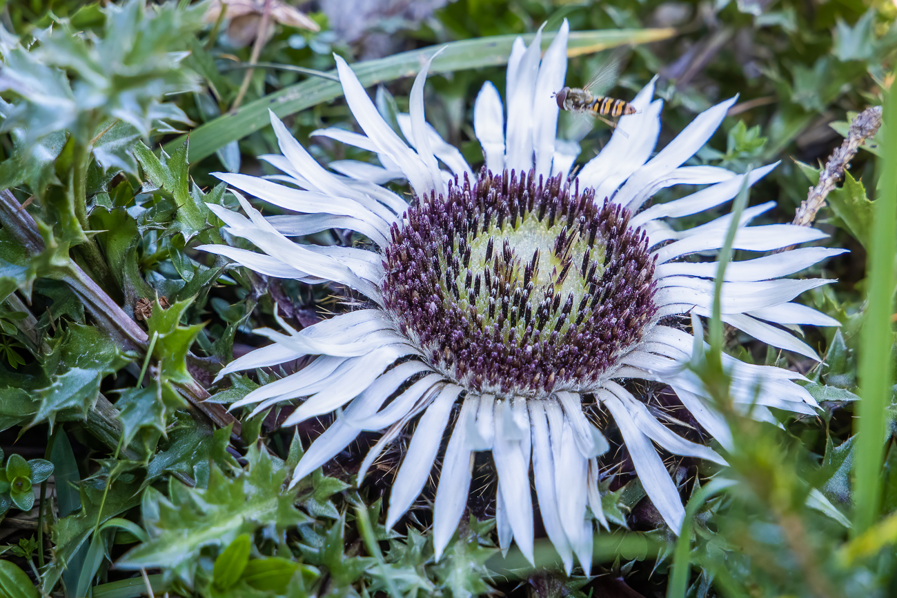 Silberdistel [Carlina acaulis] mit Schwebfliege