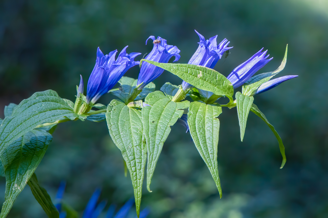 Schwalbenwurz-Enzian [Gentiana asclepiadea]