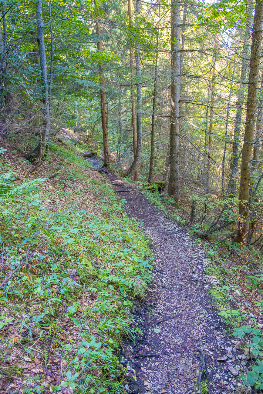 Schmaler Waldweg
