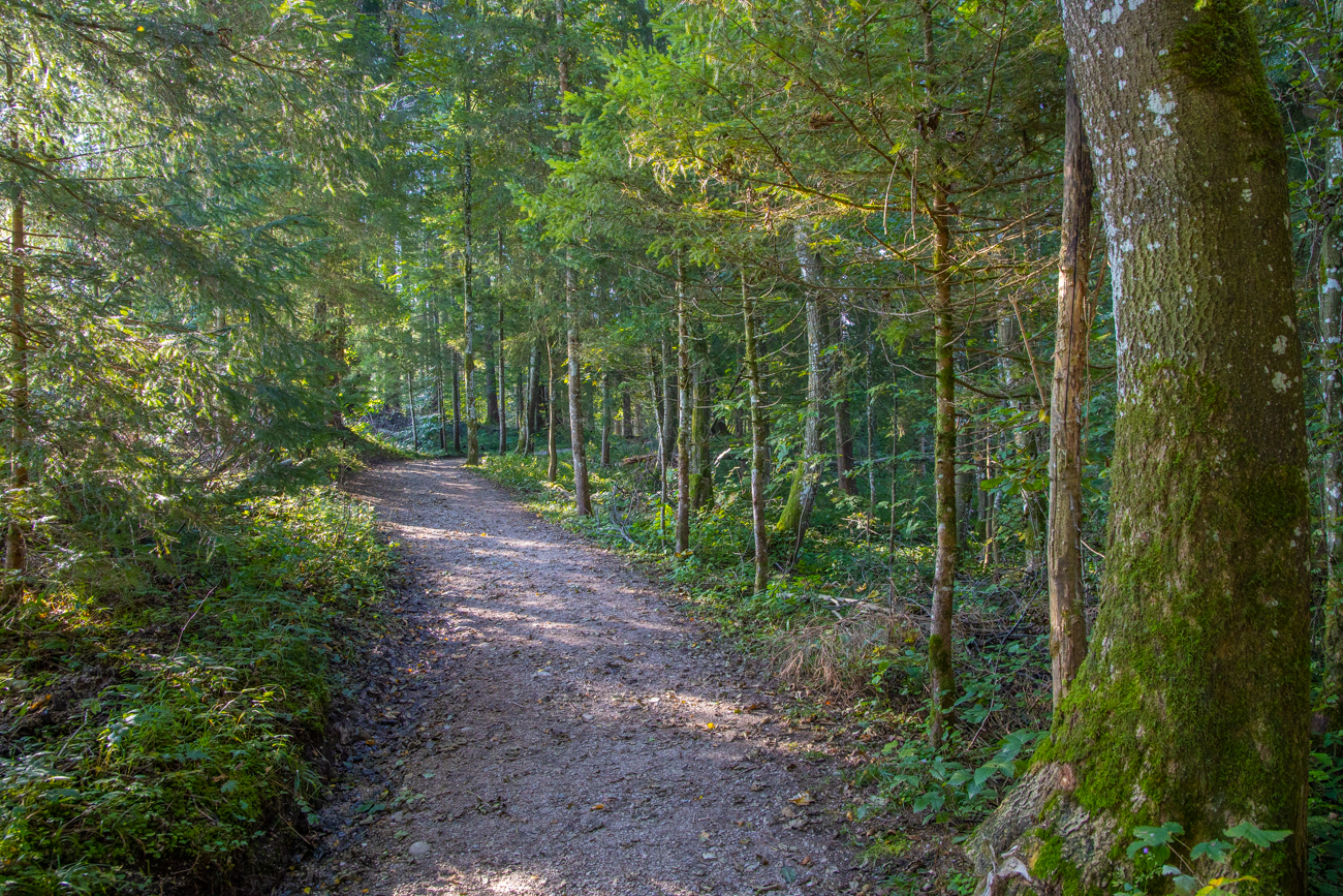 ... geht es in den Wald hinein