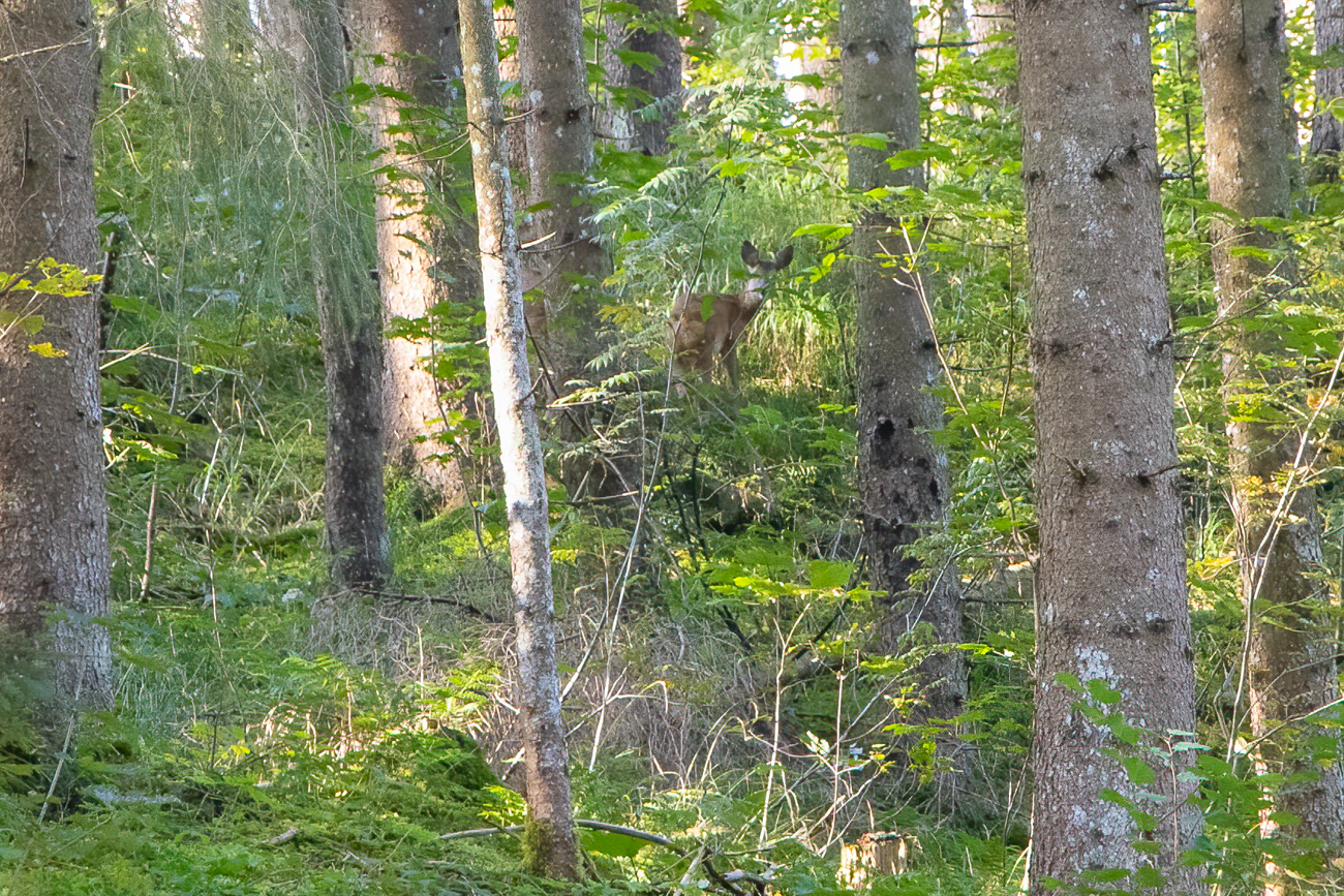 ... raschelt ein Reh im Gebüsch