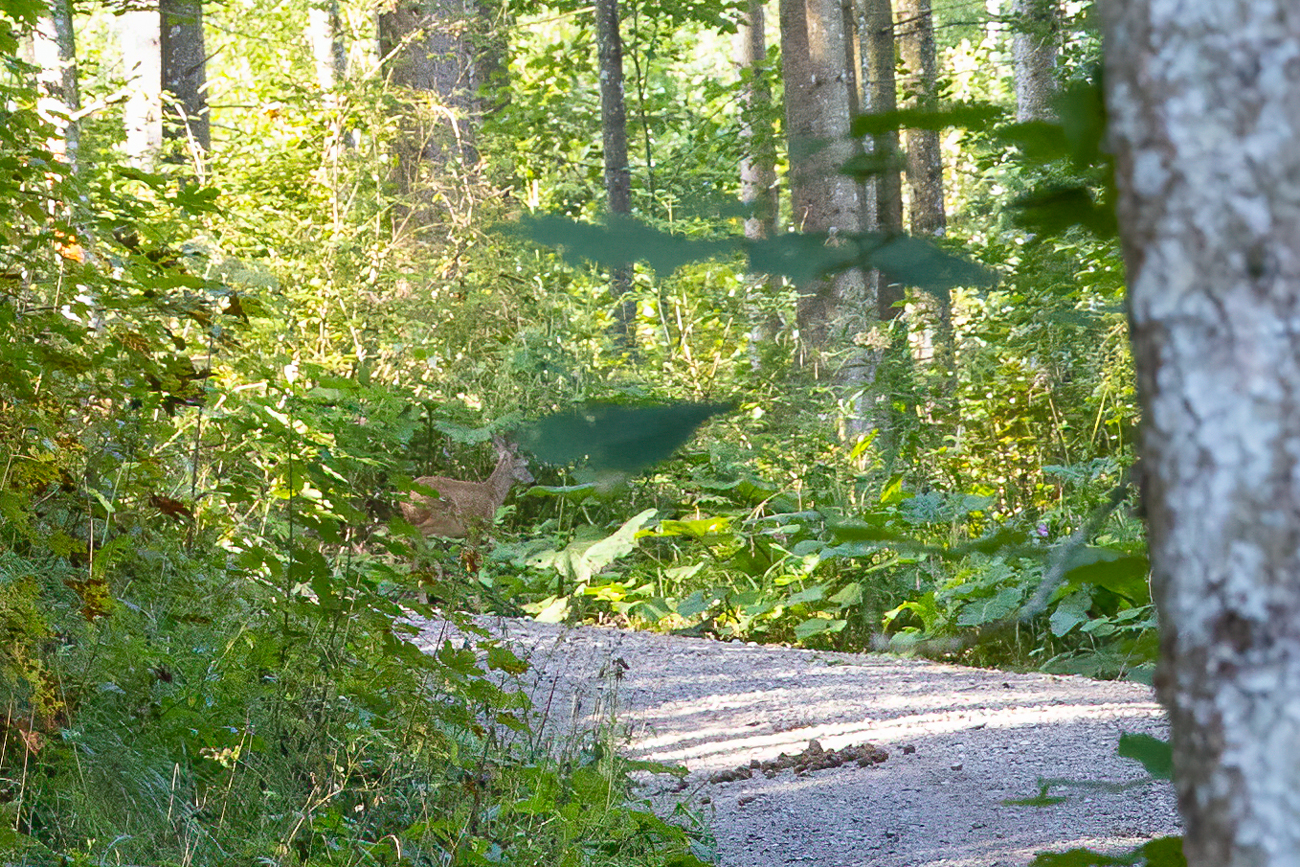 Hier überquert es gerade den Wanderweg