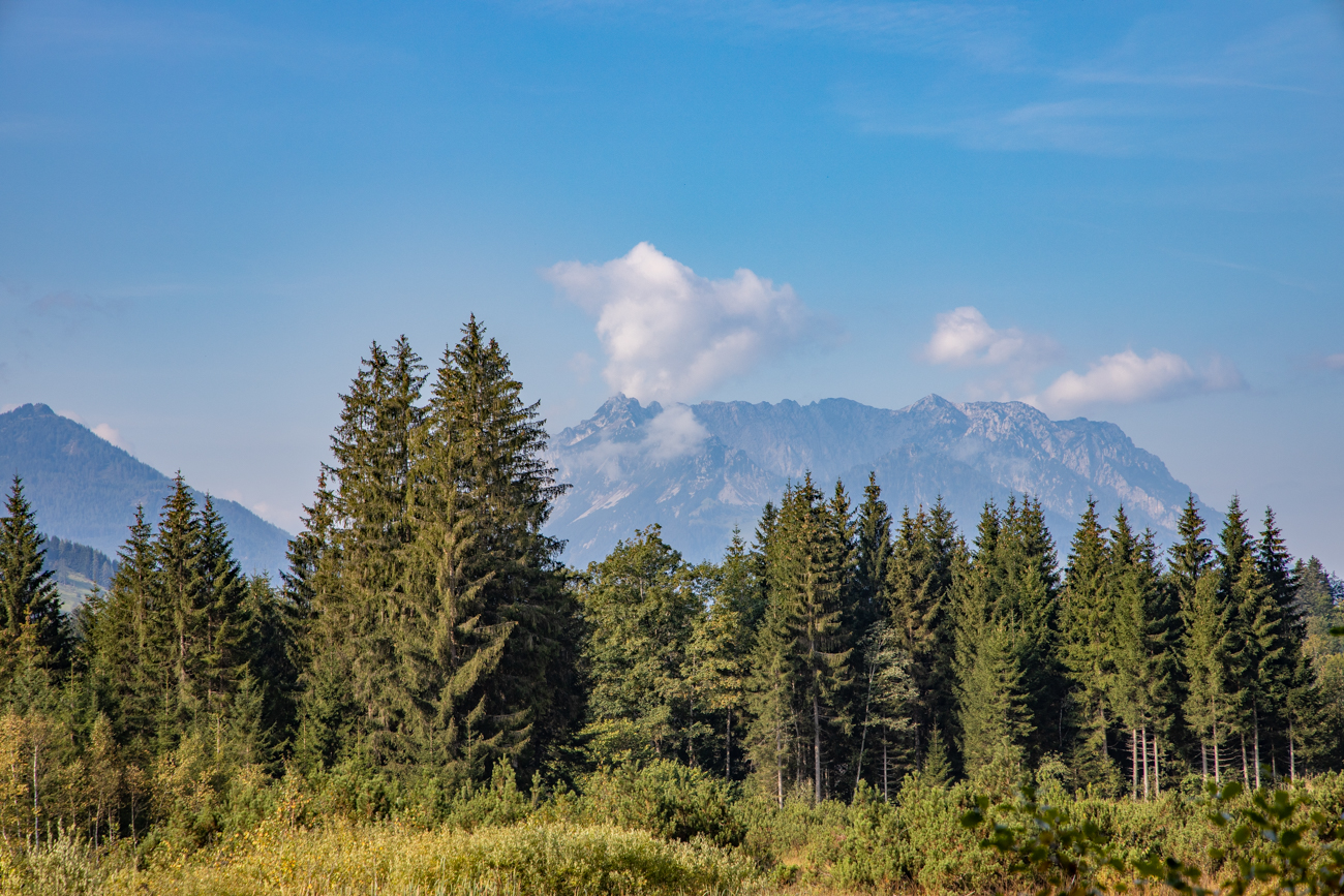 Waldstück vor den Bergen