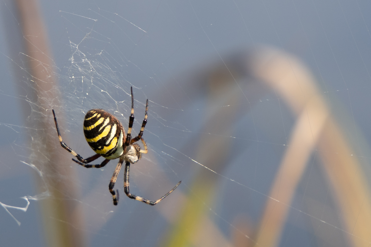 Wepenspinne in ihren Netz