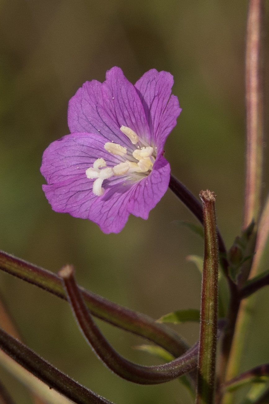 Weidenröschen [Epilobium]