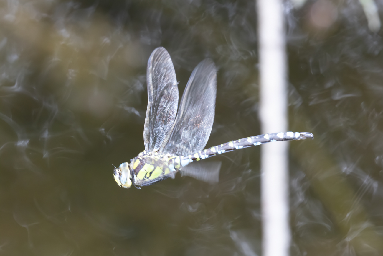 Libellen im Flug ...