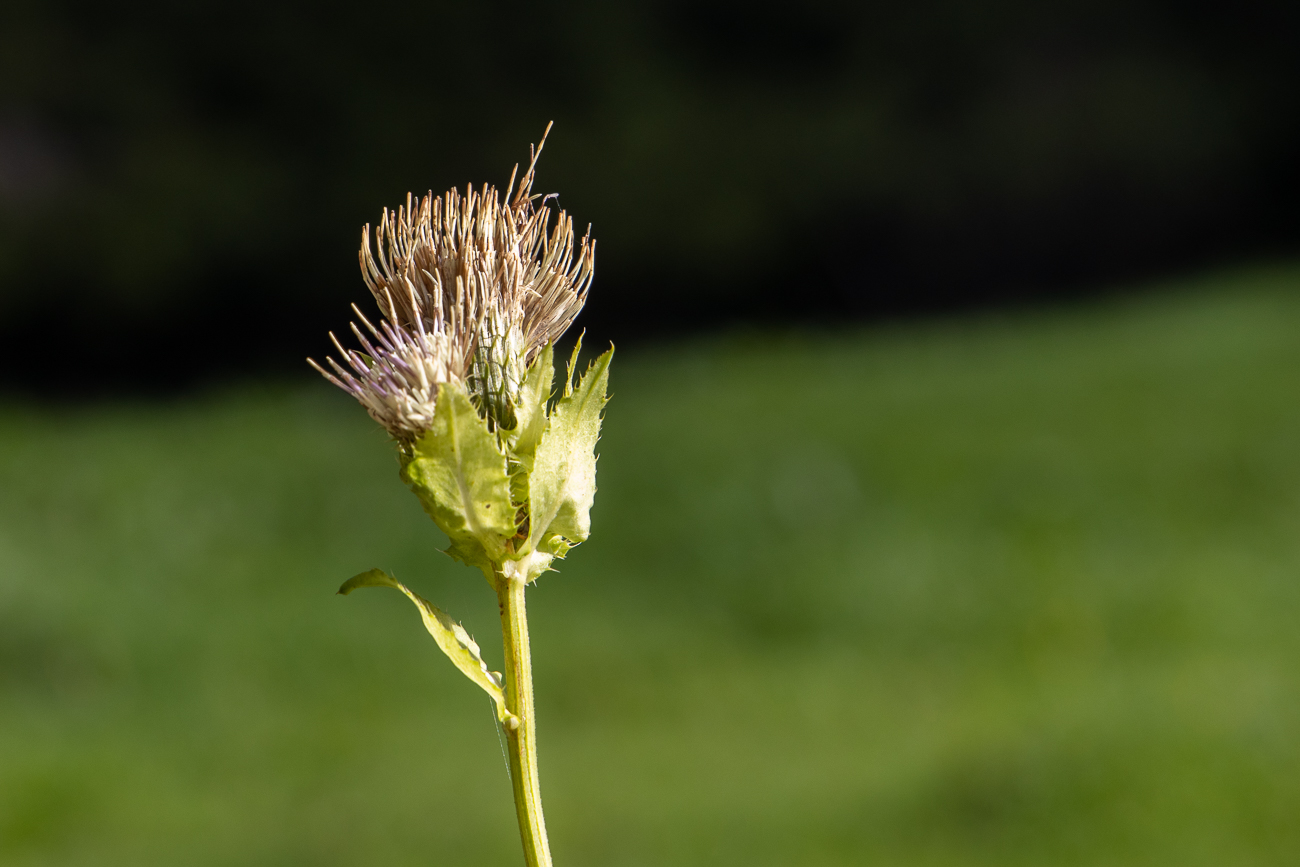Kohl-Kratzdistel [Cirsium oleraceum]